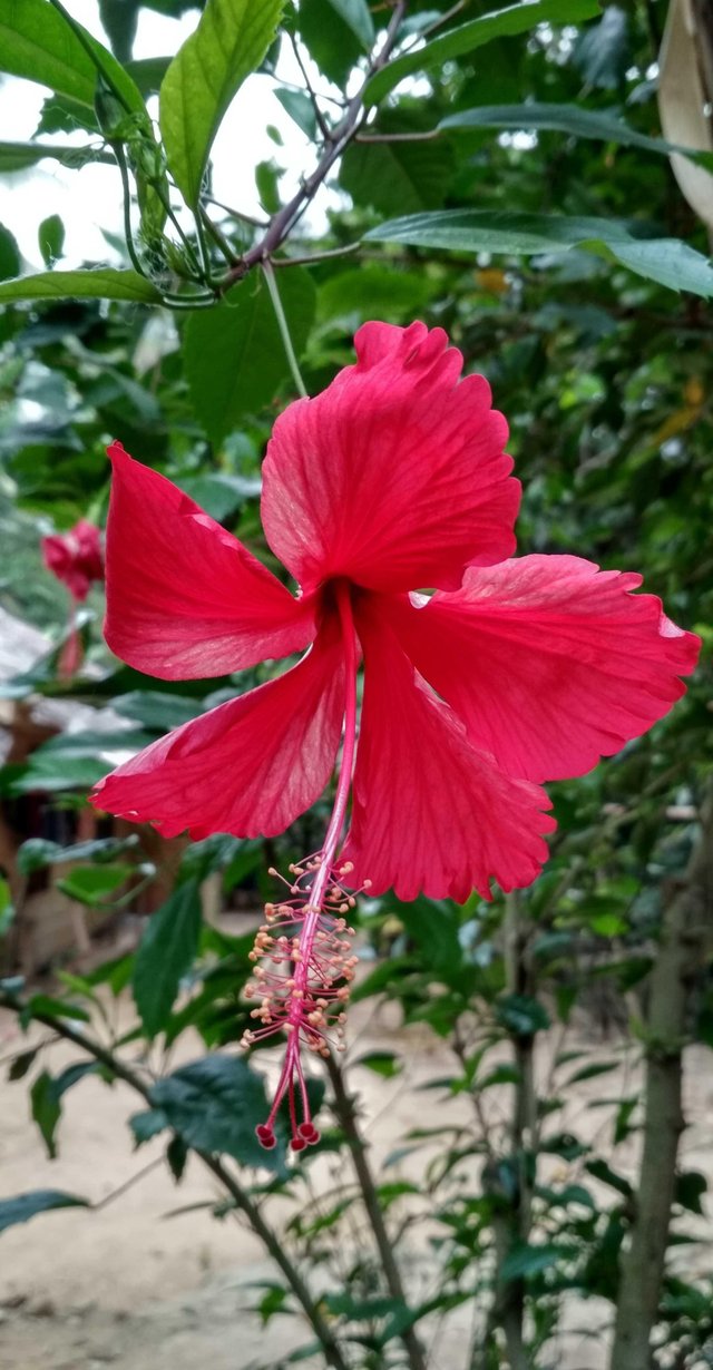 Benefits of Hibiscus Flower for Hair — Steemit