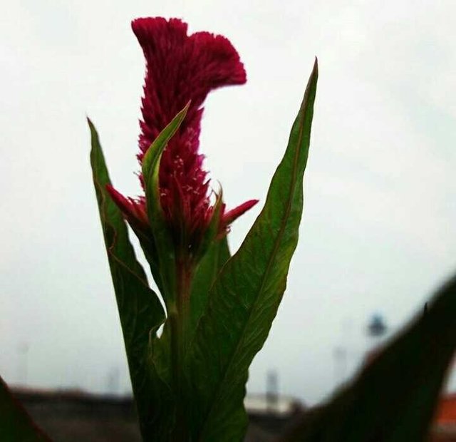 Bunga Jengger Ayam Celosia Cristata Steemit