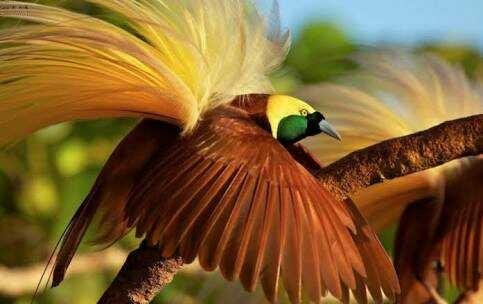 The Eagle  Most beautiful birds, Beautiful birds, Colorful birds