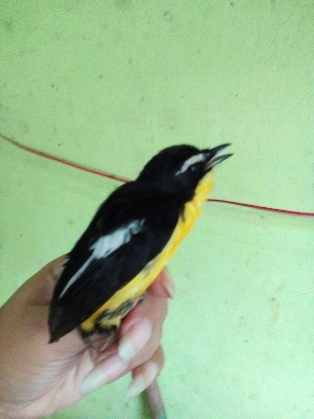 Burung Sikatan Emas Yellow Rumped Flychatcher Steemit