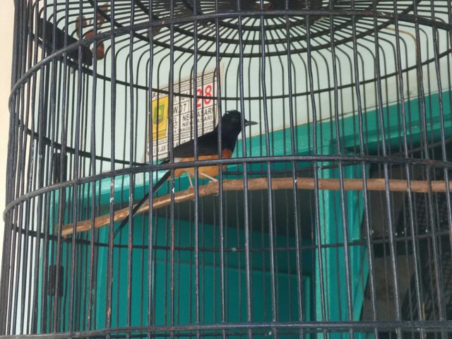 Burung Kicau Jenis Murai Batu Aceh Steemit