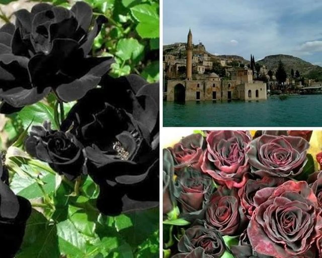 ROSA NEGRAS — Steemit