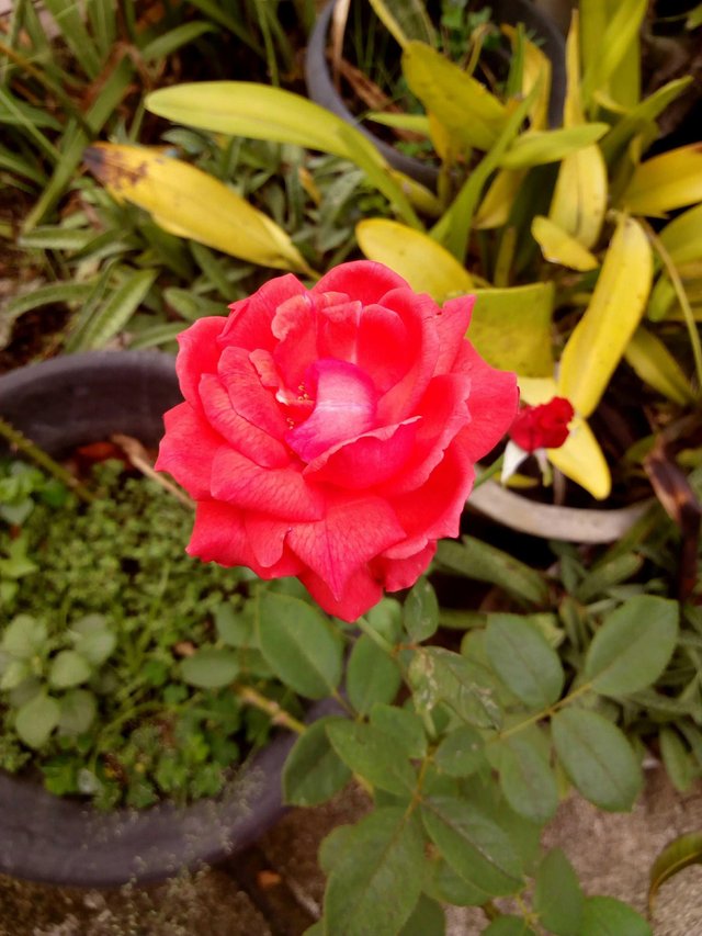 Paling Bagus 24 Gambar Bunga Mawar Editan Gambar Bunga 
