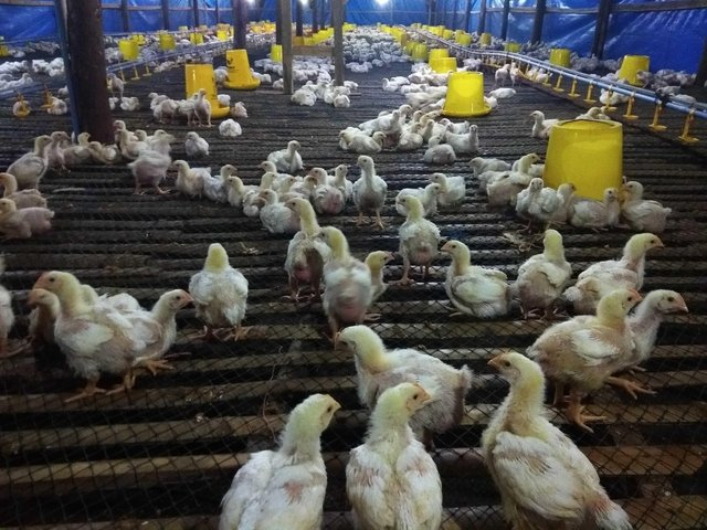 Ternak Ayam Broiler Merupakan Bisnis Yang Menjanjikan Steemit