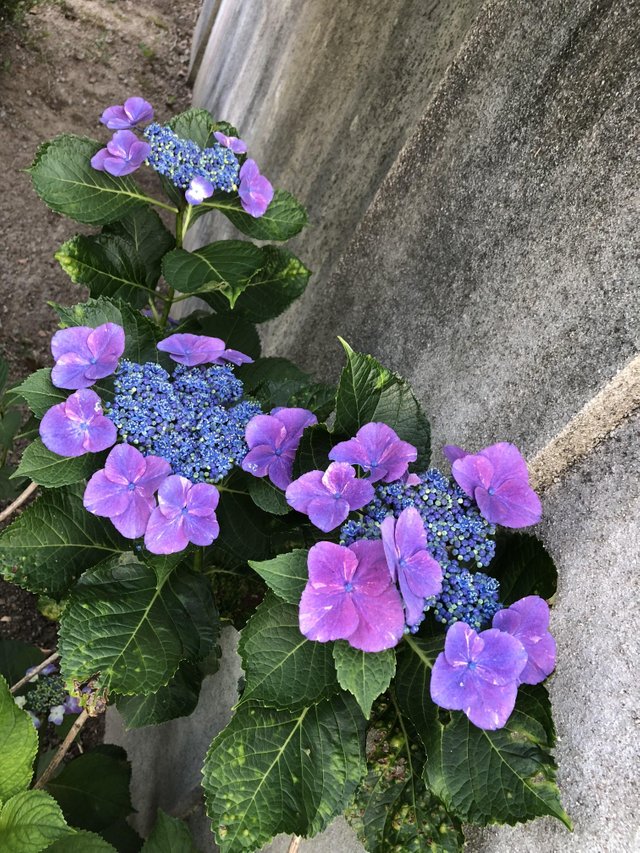 Gaku Ajisai A Japanese Flower Steemit