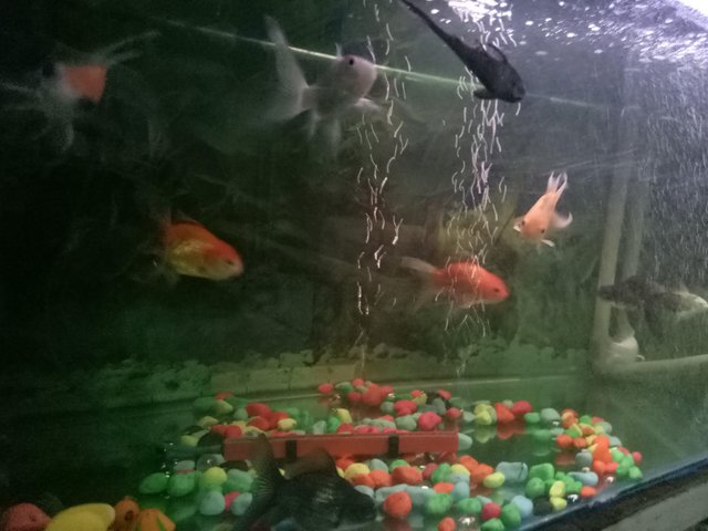 6 How To Keep Fish Properly Steemit