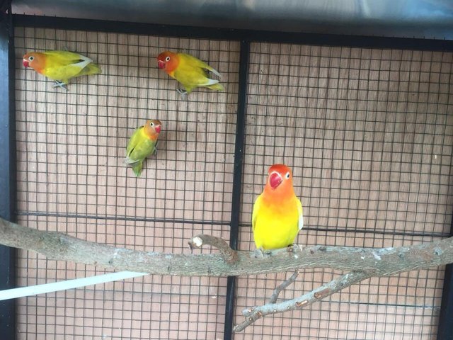Photography Burung Kicau Jenis Lovebird Yang Cantik Steemit