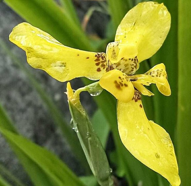 Tanaman Anggrek Tanah Soil Orchid Plants Bilingual Steemit