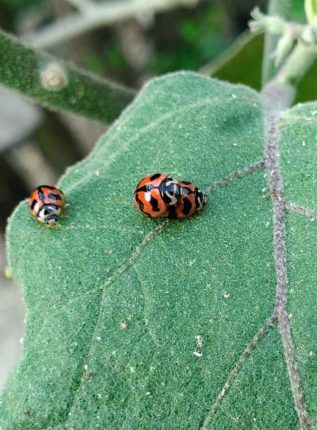 Small Insect Predators Steemit - 