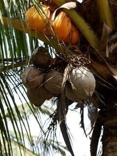 Young Coconut Water Vs Old Coconut Water Which S Healthier Steemit