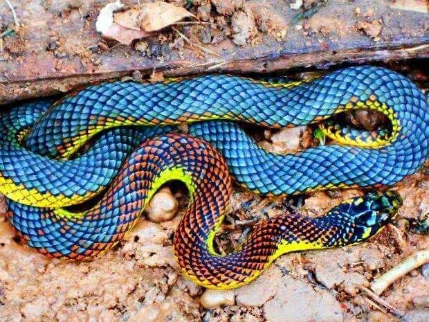 Rainbow Snake