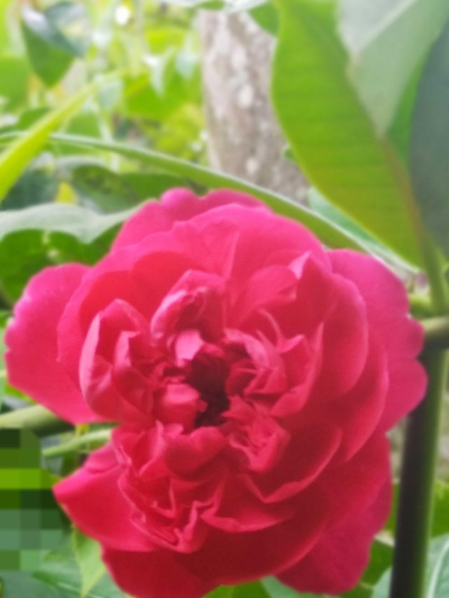 Bunga Mawar Yang Cantik Steemit
