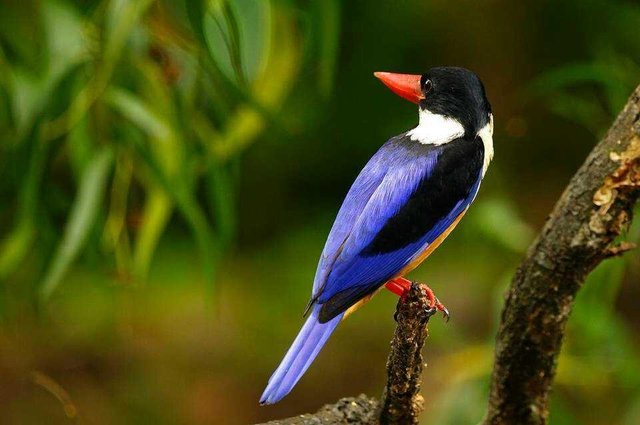 Macrophotography Sisa Burung Di Alam Liar Steemit