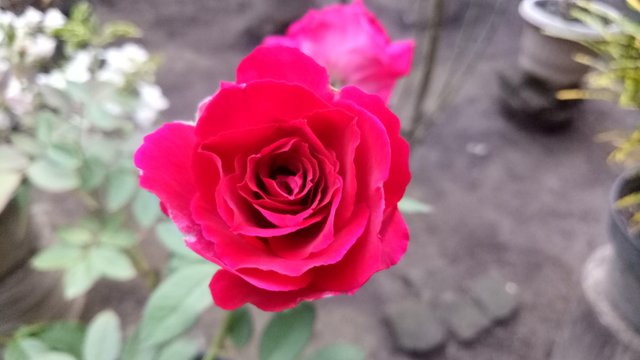 Keindahan Bunga  Mawar  Merah The beauty of Red Rose two 