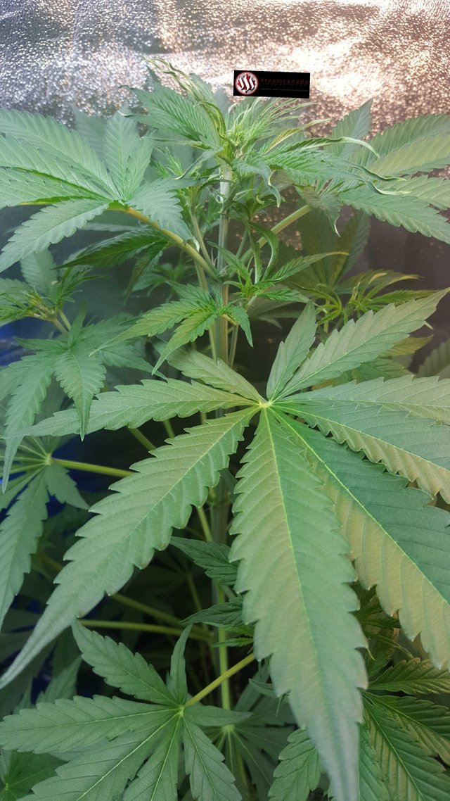 Day 30 We Got Hairs Steemit