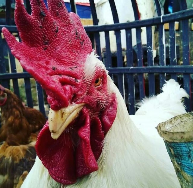 Repost Manok Kalkun Steemit