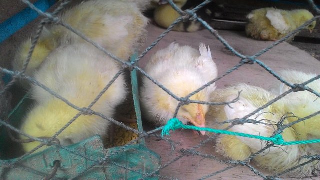 Cara Mudah Budidaya Ayam Potong Skala Kecil Dengan Keuntungan