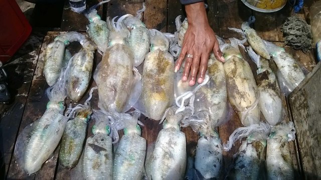 200+ Gambar Cumi Cumi Karang HD Terbaik 200+ Gambar Cumi Cumi Karang HD Terbaik