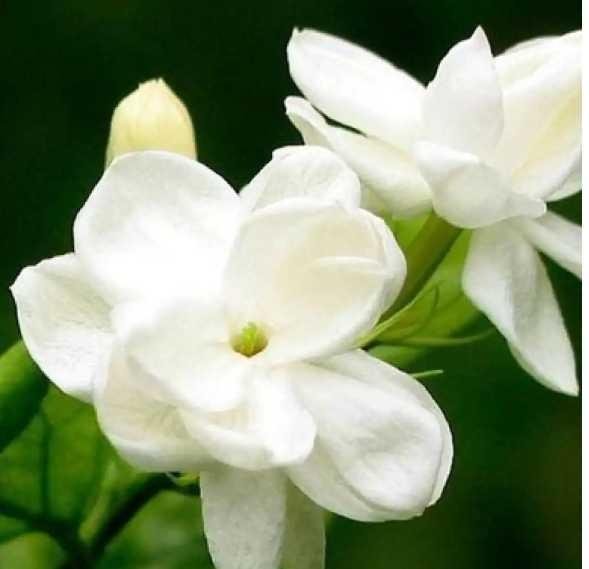 Indonesian National Flower Jasmine Best Flower Site
