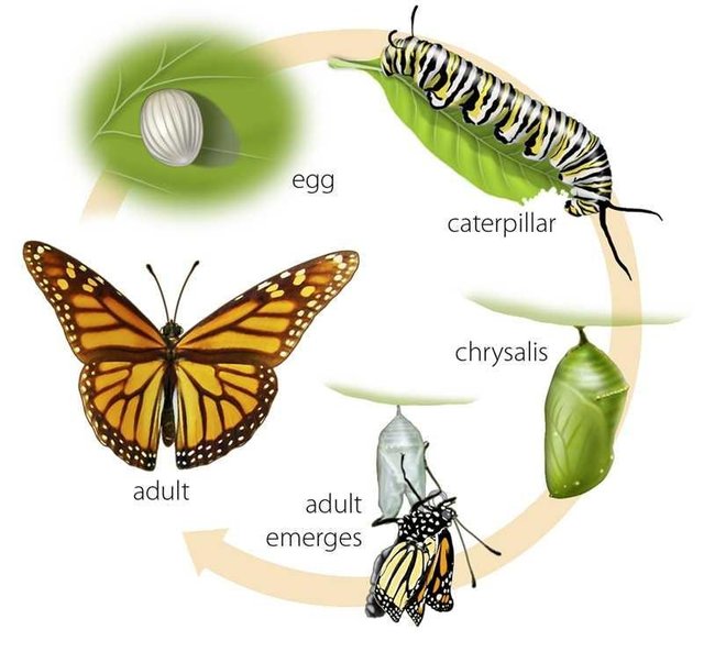Monarch Metamorphosis