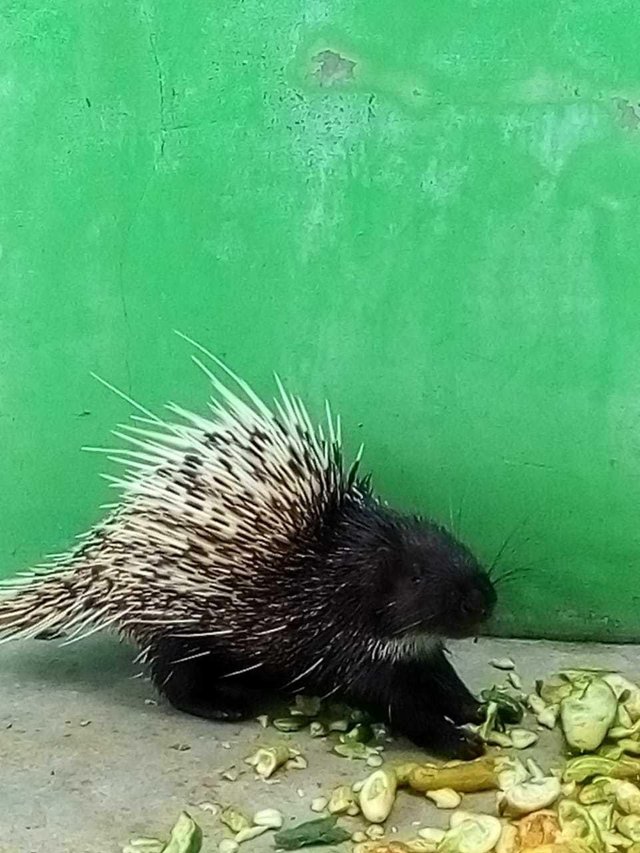 Hedgehogs are one of the protected animals — Steemit