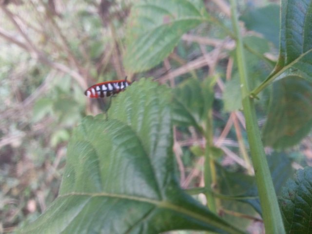unique animals live behind tree leaves — Steemit unique animals live behind tree leaves — Steemit