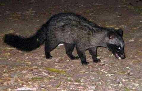 Musang Binatang Nokturnal Steemit