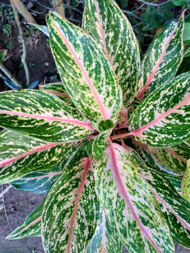 Bunga Daun Kering Kuring Yang Indah Steemit