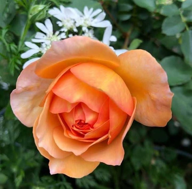 Paling Populer 21 Bunga  Mawar Bhs Inggris  Koleksi Bunga  HD