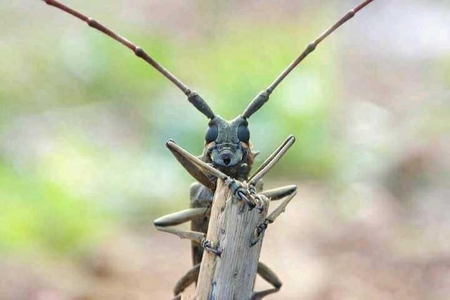 Photography Acehmacro Hewan Yang Bernama Jangkrik Steemit