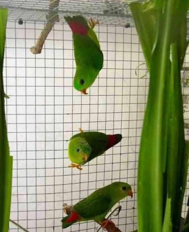 Burung Paling Indah Di Indonesia Steemit