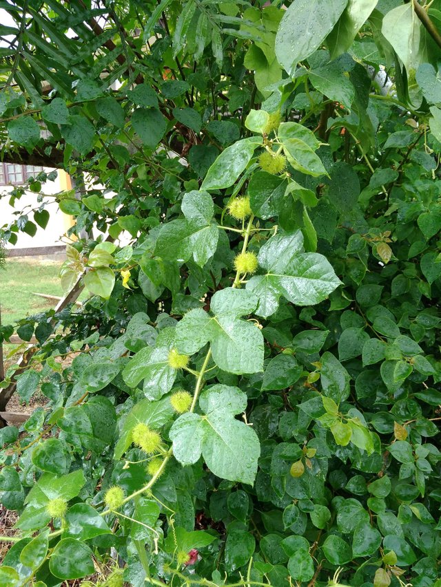 Pohon Daun Buah Dan Bunga Leletup Yang Cantik Steemit