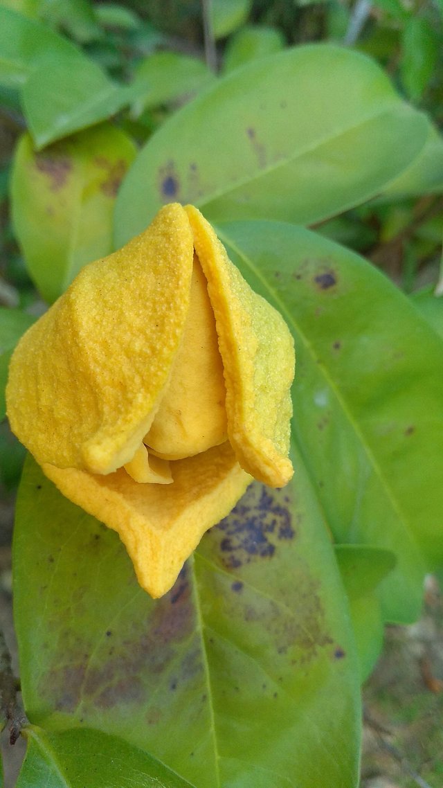 soursop flower — Steemit