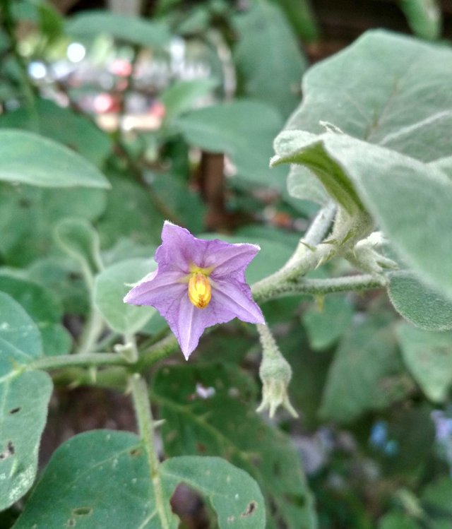 Why Does My Eggplant Has Flowers But Not Fruit Broughton blog