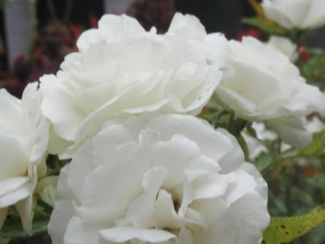 Beautiful And Bright Flowers With Maximum Care White Roses Steemit