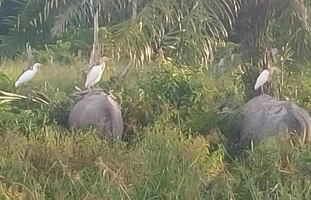 Burung Bangau Putih Bersama Kerbau Kerja Sama Yang Menguntungkan Steemit