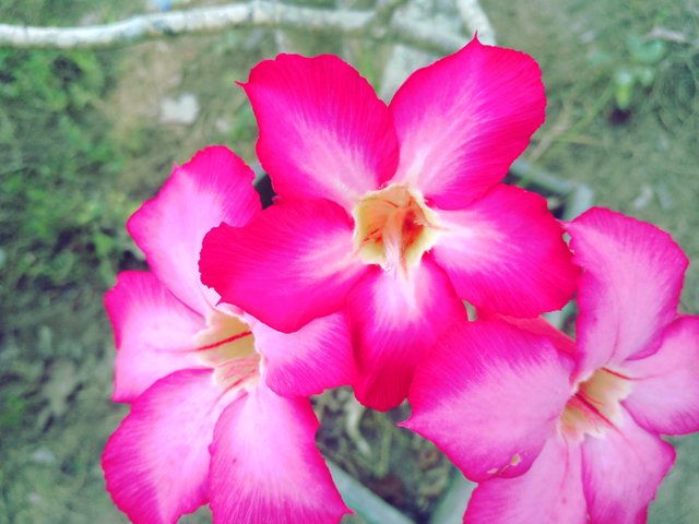 Foto Bunga Yg Cantik Kumpulan Gambar Bunga 