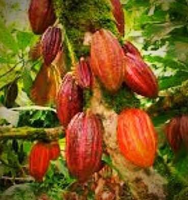 Gambar Buah Coklat Asli - Gambar Bagian Tumbuhan