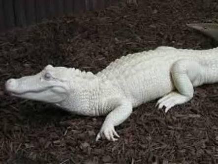 white crocodile — Steemit
