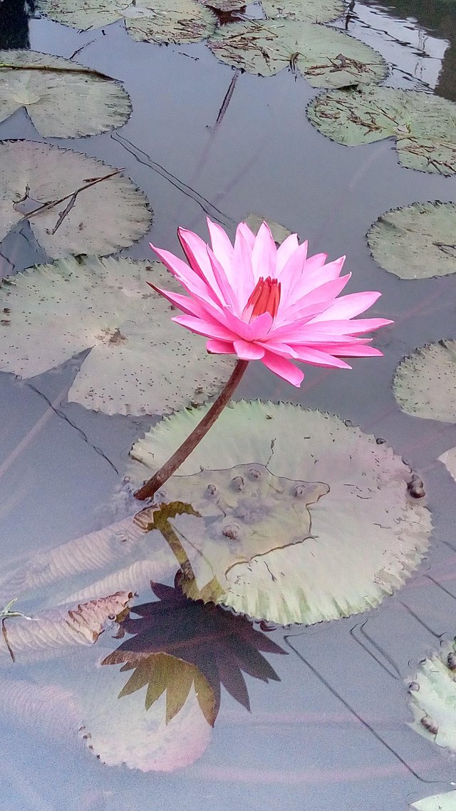 A Beautiful Morning With Blooming Lotus Flowers Steemit