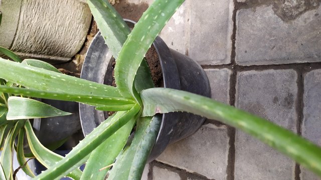 Benefits Of Aloe Vera Steemit