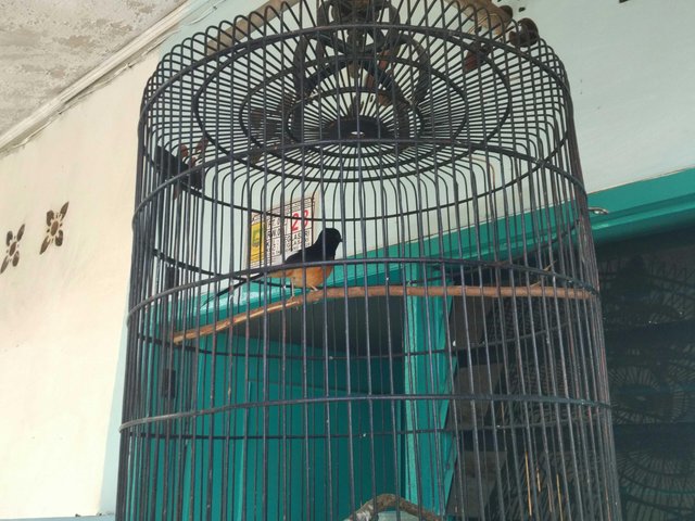 Burung Kicau Jenis Murai Batu Aceh Steemit