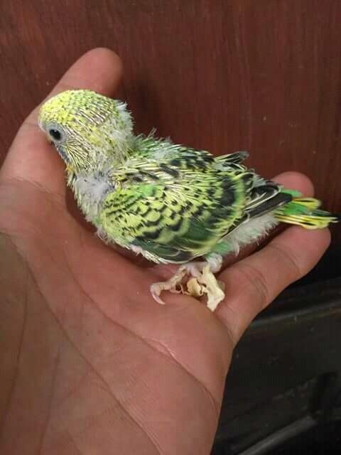 Anak Burung Parkit Steemit