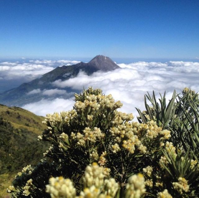 (Save Edelweiss) Bunga abadi di puncak gunung merbabu 