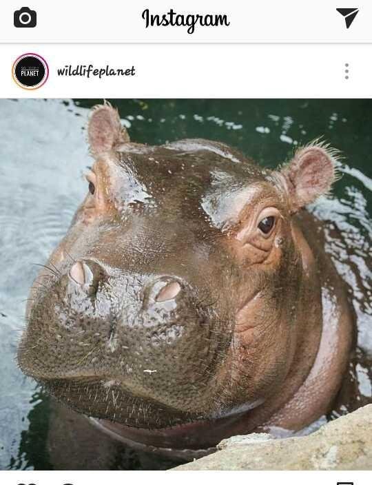 Animals10 Hippopotamus Kuda Nil Steemit