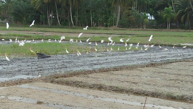 Kebersamaan Burung Putih Steemit