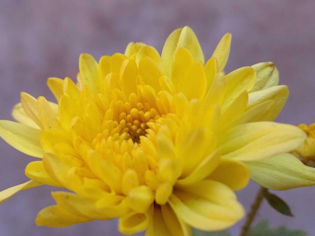 Chrysanthemum Flower Name In Kannada - Best Flower Wallpaper