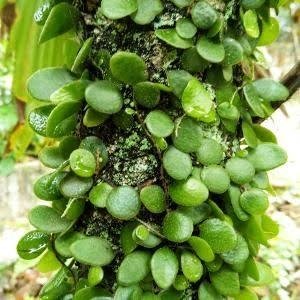 Daun Sisik Naga Khasiat - Namun ternyata tanaman paku sisik naga ini