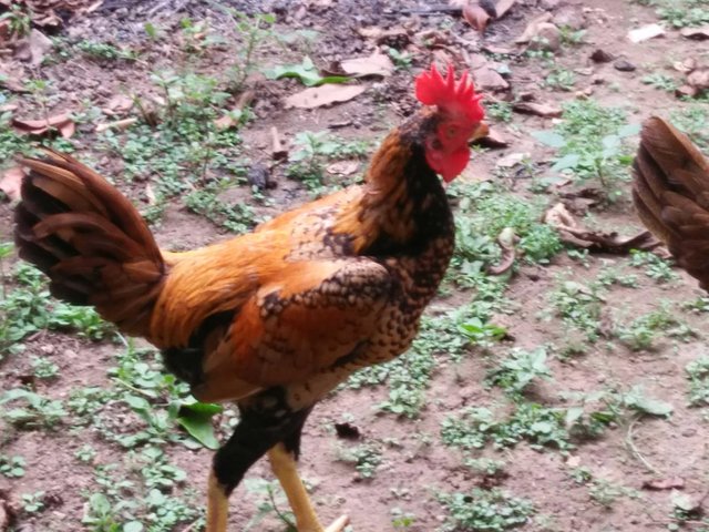 Ayam Kampung Steemit