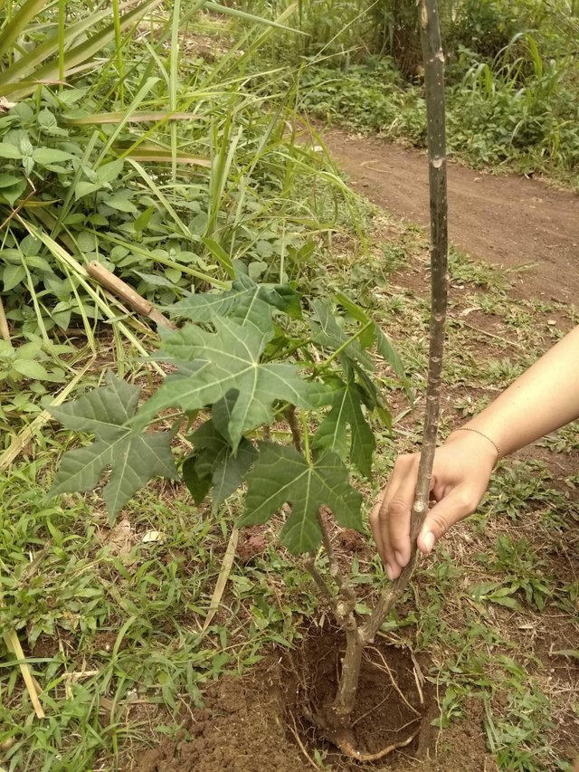 Ark Green Earth Contests Period 2 Plant Japanese Papaya Trees Kontes Ark Green Earth Periode 2 Menanam Tanaman Pepaya Jepang Steemit